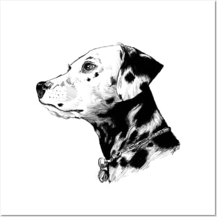 Dalmatian Drawing Posters and Art